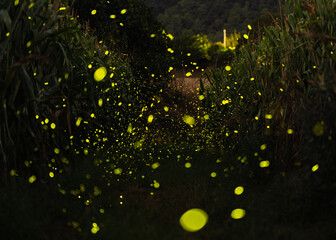 Big Dipper Fireflies (Photinus pyralis) flying through a corn field in Catalonia, Spain.