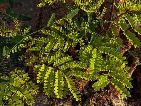 The beautiful rows of small leaves are exposed to the slightest sunlight.