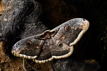 Saturnia pyri, the giant peacock moth, great peacock moth, giant emperor moth or Viennese emperor