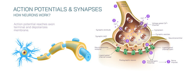 how neurotransmitter works? The process the brain neurons communicate each other anatomy vector illustration. Action potentials and synapses. multiple sclerosis formation. Motor neuron communication.