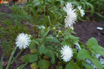White flowers of China asters in mid September