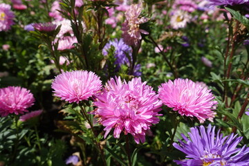 Bloom of pink and violet China asters in September