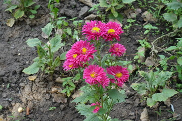Group of magenta colored flowers of China asters in mid September