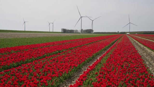 Red tulips flowering in a field and wind turbines generating energy during spring in Goeree-Overflakkee, the Netherlands