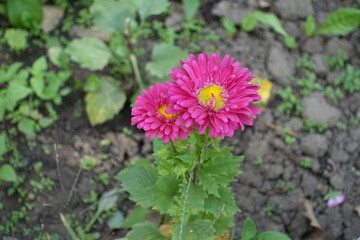 Two magenta colored flowers of China asters in mid September