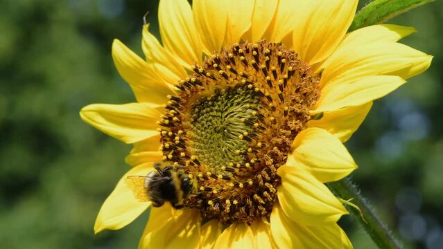 Close up of a bee collecting nectar from a blooming sunflower while covered in yellow pollen.