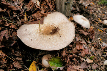Agaricus subrufescens (Almond Mushroom) growing in a compost heap. Also known as mushroom of the sun or mushroom of life.

