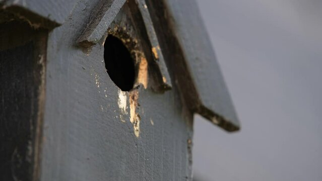 agriculture, bloom, blossom, bulbs, clean, climate change, color, colorful, concept, earth day, electricity, energy, energy transition, environment, europe, field, flora, flower field, flowers, goeree