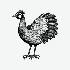 rooster isolated on white background