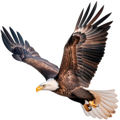 Obraz premium Majestic Bald Eagle Soaring With Outstretched Wings