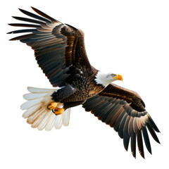 Fototapeta premium Bald Eagle Soaring Through the Air With Wings Spread