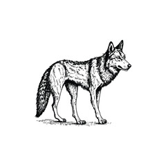 wolf vector illustration
