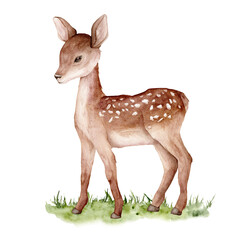 Watercolor baby deer on abstract green grass. Spotted deer isolated on white background. Hand painted wild animal template for fabric. Realistic animal for design and print or background.