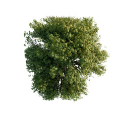 Tree top aerial view isolated on transparent background ,3D render