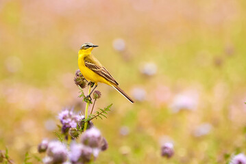 Western Yellow Wagtail bird sitting on Lacy phacelia plant (Motacilla flava)