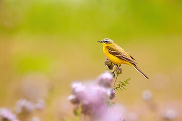 Obraz premium Western Yellow Wagtail bird sitting on Lacy phacelia plant (Motacilla flava)