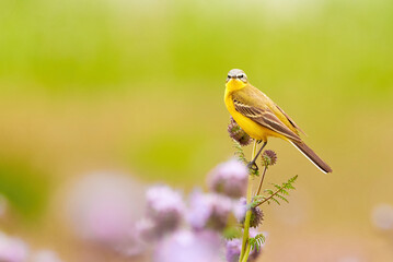 Western Yellow Wagtail bird sitting on Lacy phacelia plant (Motacilla flava)