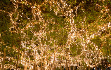 Fairy lights in Brisbane park tree
