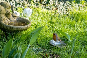 A robin on a bird bath in a garden