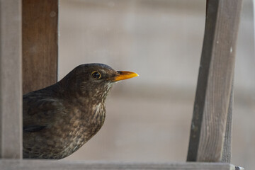 A close-up image of a female blackbird looking out from the inside of a garden bird table