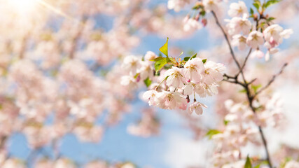 Flowers and buds of cherry trees on a tree in spring. Spring floral background in nature. Cherry or...