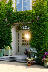 Doors overgrown by Ivy on house facade, external wall of the house covered with ivy. Steps front of...