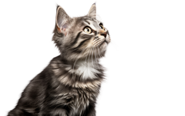 Small Kitten Gazing Up at the Sky. A small kitten is looking up at the sky curiously, its eyes fixed on something above. on a White or Clear Surface PNG Transparent Background.