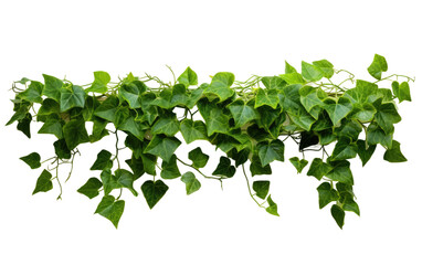 Green Plant With Leaves. A close up photo of a vibrant green plant with lush leaves. The plant exudes freshness and vitality. on a White or Clear Surface PNG Transparent Background.