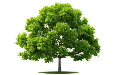Green Tree. A vibrant green tree stands showcasing its natural beauty and contrast. The trees leaves and branches are sharply defined. on a White or Clear Surface PNG Transparent Background.