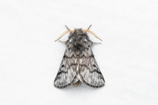The pine processionary (Thaumetopoea pityocampa)