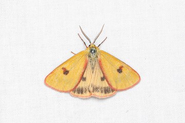 The clouded buff (Diacrisia sannio) is a moth of the family Erebidae.