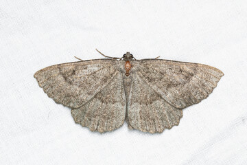 Gnophos furvata is a species of moth in the Geometridae family.