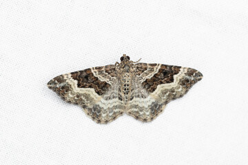 The common carpet or white-banded toothed carpet (Epirrhoe alternata) is a moth of the family Geometridae.