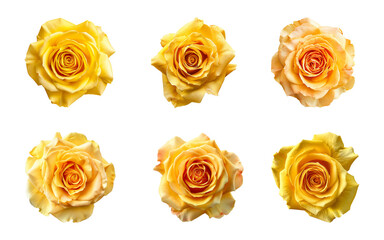 Collection of yellow rose flowers isolated on a transparent background, top view