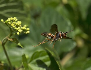 Closeup of Polistes (paper) wasp in flight.