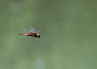 Closeup of a red dragonfly flying gracefully.