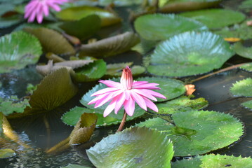 Beautiful purple lotus flowers  or Bunga Teratai or Nelumbo Nucifera blooming on the water with leaves around it