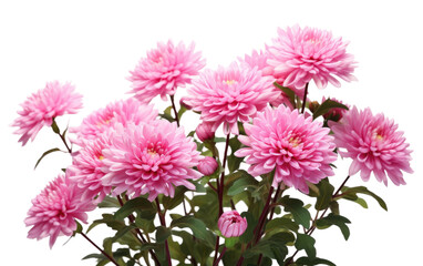 Obraz premium Vase of Pink Flowers on Table. A vase filled with delicate pink flowers sits atop a wooden table, creating a lovely centerpiece in a room. on a White or Clear Surface PNG Transparent Background.