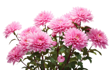 Vase of Pink Flowers on Table. A vase filled with delicate pink flowers sits atop a wooden table, creating a lovely centerpiece in a room. on a White or Clear Surface PNG Transparent Background.