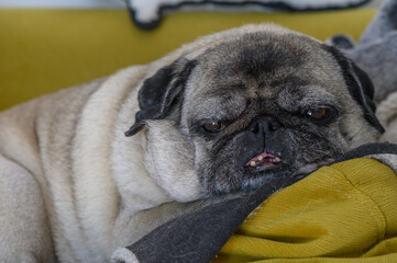 old pug lies on yellow pillows 4