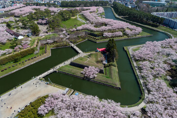 Beautiful pink Cherry Blossom during Hanami in Goryokaku Park, Hakodate (Hokkaido, Japan)