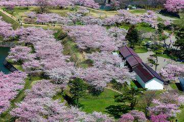 Beautiful pink Cherry Blossom during Hanami in Goryokaku Park, Hakodate (Hokkaido, Japan)