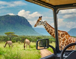Blick vom Buggy aus auf Giraffen auf der Safari