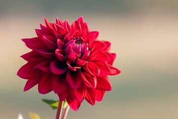 A vibrant red dahlia in full bloom, with sunlight highlighting its intricate petals, set against a plain, softly blurred green background.