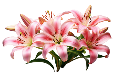 Bouquet of Pink Lilies. The vibrant pink petals stand out creating a visually striking image. on a White or Clear Surface PNG Transparent Background.