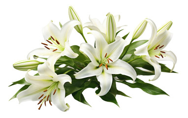 Fototapeta na wymiar A collection of white lilies arranged in a bouquet set. The lilies stand out with their elegant petals and delicate fragrance on a White or Clear Surface PNG Transparent Background.