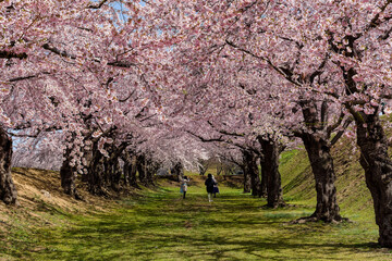 Tourists under a beautiful pink Cherry Blossom tunnel on a bright, sunny day in springtime