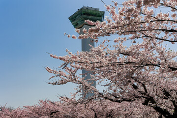 Beautiful pink Cherry Blossom (Sakura) blooming during the springtime (Hakodate, Hokkaido, Japan)