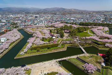 Beautiful pink Cherry Blossom during Hanami in Goryokaku Park, Hakodate (Hokkaido, Japan)