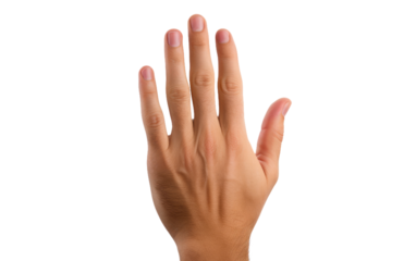 Hand Reaching Up Into the Air. A persons hand stretches upwards into the air, fingers extended as if reaching for something out of reach. on a White or Clear Surface PNG Transparent Background.